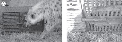 Fitness Consequences of Innovation in Spotted Hyenas